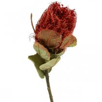 tételeket Banksia Baxteri Exotic Banksia szárított virágok piros 10db