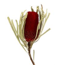 tételeket Banksia Hookerana piros 7db