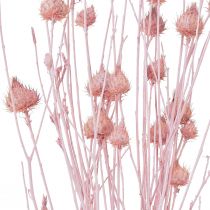 tételeket Eper bogáncs száraz bogáncs dekoráció világos rózsaszín 58cm 65g