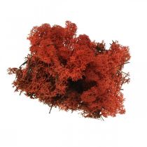 tételeket Dekoratív Moss Red Siena natúr moha kézművesekhez szárítva, festve 500g