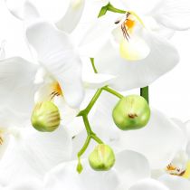 tételeket Mesterséges orchideák a cseréphez fehér 80cm