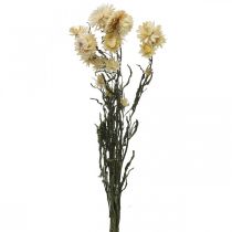 tételeket Száraz dekorációs szalmavirág krém helichrysum szárított 50cm 30g