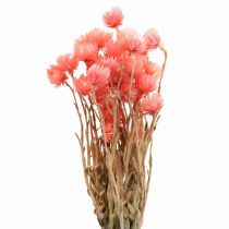 tételeket Szárított virágok kalap virágok lazac szalma virágok H42cm