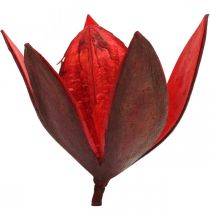 tételeket Vadliliom piros natúr díszítésű szárított virágok 6-8cm 50db