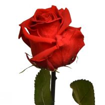 tételeket Infinity Rose levelekkel tartósított Amorosa Red L54cm