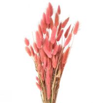 tételeket Lagurus szárított nyúlfarkú fű rózsaszín L45cm 50g