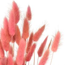 tételeket Lagurus szárított nyúlfarkú fű rózsaszín L45cm 50g