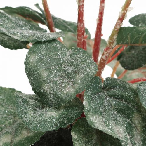 Floristik24 Ciklámen krémben 28cm