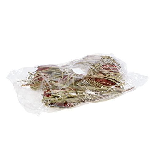 Floristik24 Banksia Hookerana piros 7 db