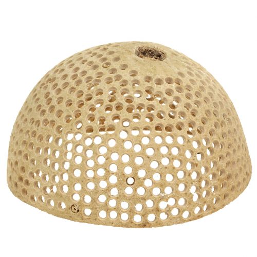 tételeket Aszalt gyümölcs csengő csésze természetes gyászdísz 8,5-11cm 10 db