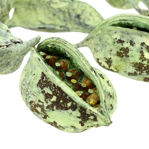 tételeket Brachyciton zöld fagyasztott 500g