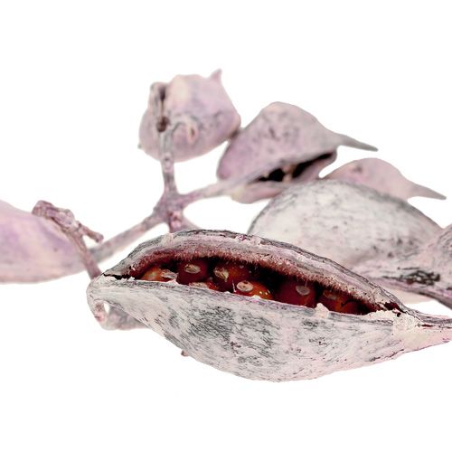 tételeket Brachyciton szeder cukormázzal bevont 500g