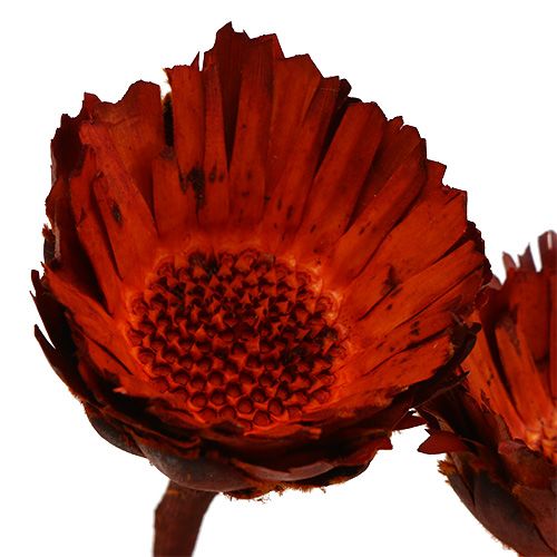 tételeket Compacta rozetta narancs 40 db