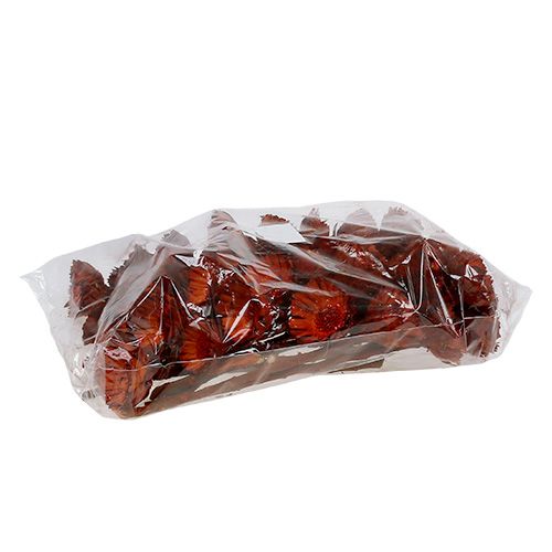 tételeket Compacta rozetta narancs 40 db