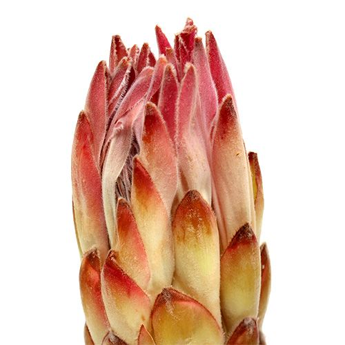 tételeket Compacta Pink 25 db