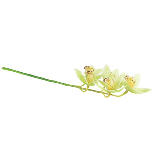 tételeket Cymbidium orchidea mű5 virág zöld 65cm