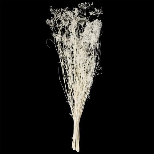 tételeket Ernyősvirágú szárított virágok (Umbellifera) Fehér 70-80cm 150g