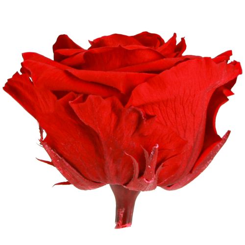 tételeket Igazi rózsafejek Infinity Roses Red Prémium Ø8.5cm 4 db