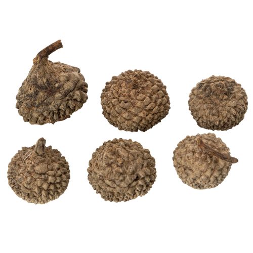 tételeket Természetes makk sapkák, dísztálak őszi és adventi időszakra, 2 cm, 300 g