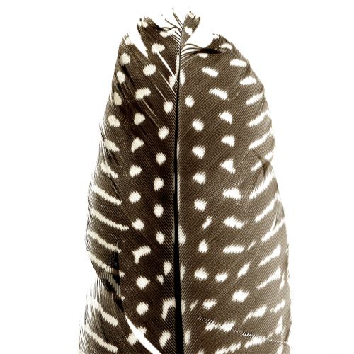 Floristik24 Toll természet 16cm - 20cm 8g