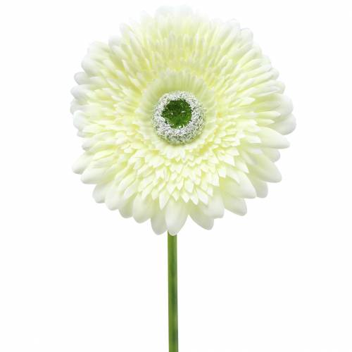 Floristik24 Gerbera műfehér 62cm 6 db