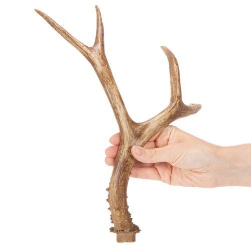 tételeket Műagacs, élethű, rusztikus, 32 cm