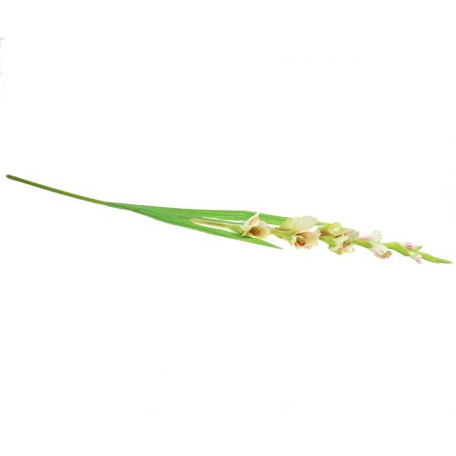 Floristik24 Gladiolus fehér 93cm