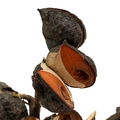 tételeket Hakea közepes természetes 5-9 fej ágonként 20 db