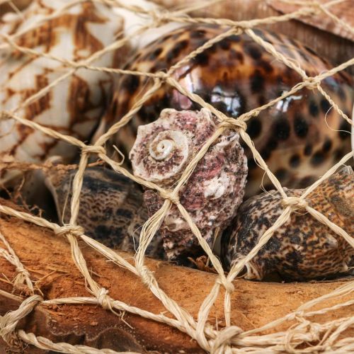 tételeket Fél kókuszhéj dekoráció kagyló csigaház dekoráció 18-19cm 3 db