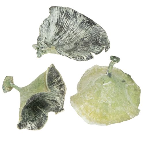 tételeket Kalix Gomba Zöld, Fehérre Melegített 100 db