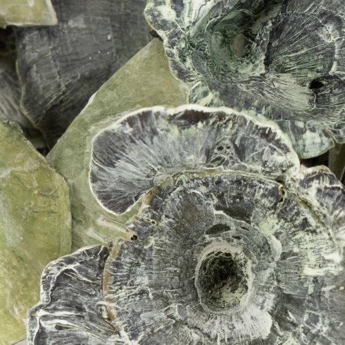 tételeket Kalix Gomba Zöld, Fehérre Melegített 100 db