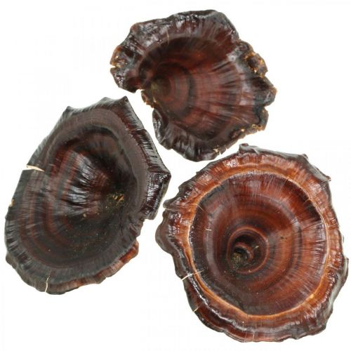 tételeket Kalix Gomba Natúr Lakkozott Száraz Gomba Dekoráció Nagy 50 db