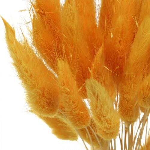 tételeket Lagurus Yellow Velvet Grass Nyúlfarkfű L40-55cm 25g