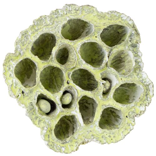 tételeket Lótusz lombik mix zöld mosott Ø6cm - 10cm 50 db