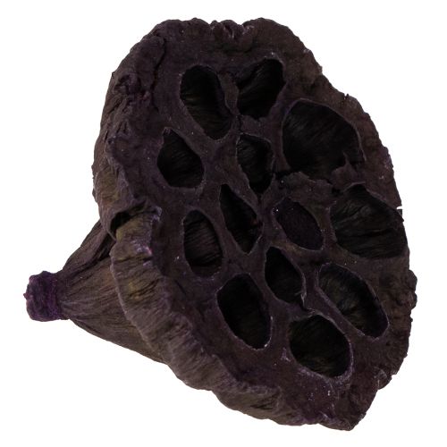 tételeket Lotus Mix Pink, Erika Ø6cm - Ø10cm 50 db