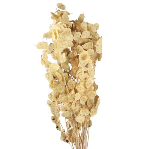 tételeket Lunaria Deco Moon Violet Silver Leaf Szárított 90cm 100g