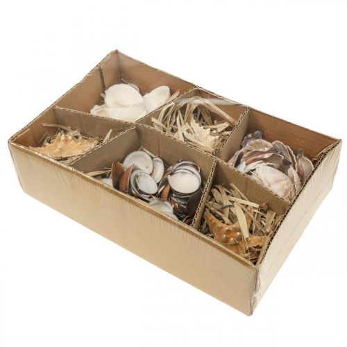 Floristik24 Tengeri dekorációs kagylók tengeri csillag kézműves anyag szórja