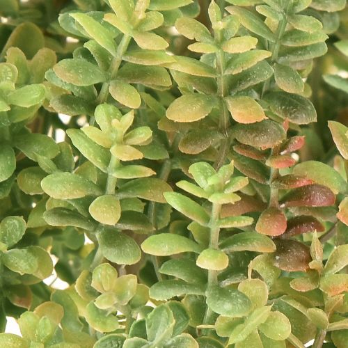 tételeket Mini pozsgás műzöld műnövény szárral, magasság: 23 cm