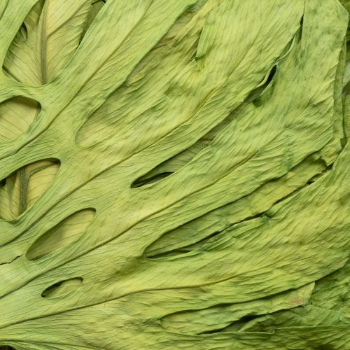 tételeket Dekoratív szörnylevelek bohém és városi dzsungel dekorációhoz