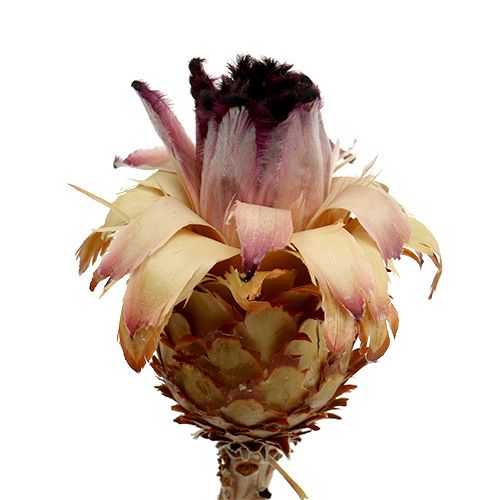 tételeket Nerifolia Bud 25 db