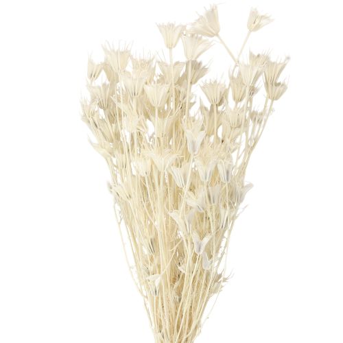 tételeket Nigella Orientalis szárított virágok, fekete kömény, fehér, 50 cm, 100 g