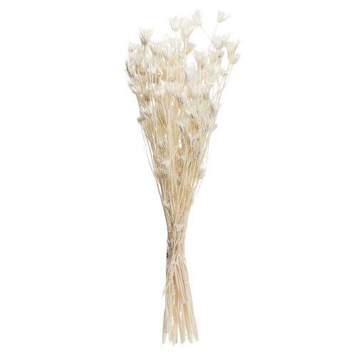 tételeket Nigella Orientalis szárított virágok, fekete kömény, fehér, 50 cm, 100 g