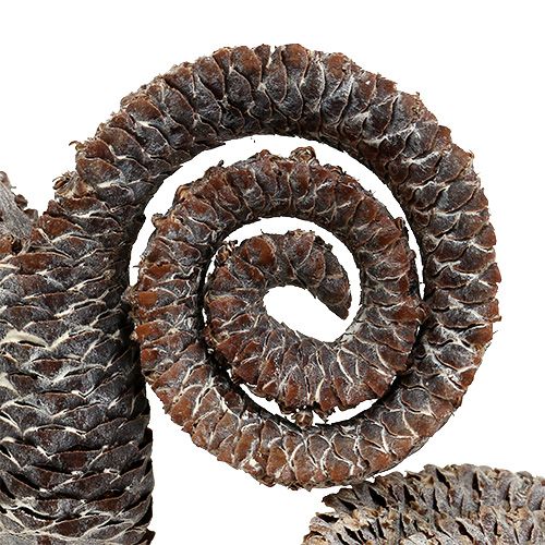 tételeket Pálma hím fehér mosott 25 db