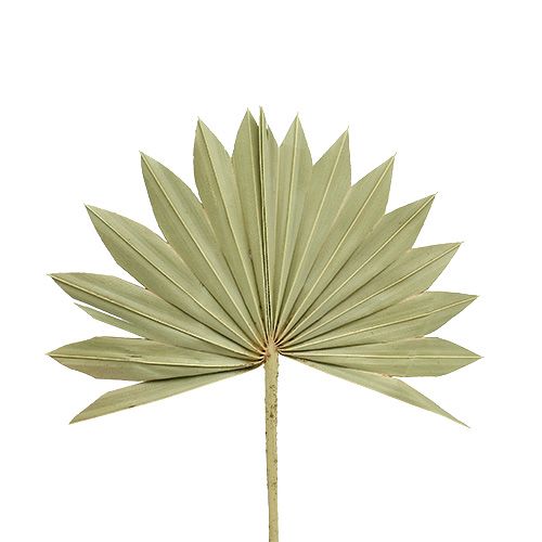 Palmspear Sun mini természet 50db