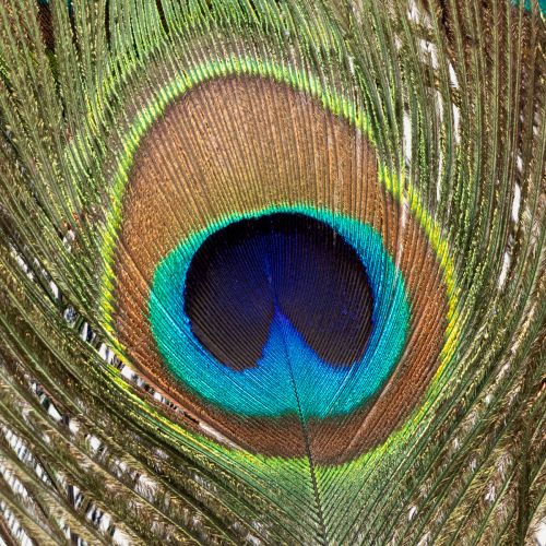 tételeket Pávatollak dekorációja, valódi madártollak, hosszúak, 75-85 cm, 8 darab