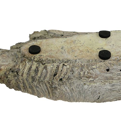 Floristik24 Ültetőgép pozsgások számára 24,5cm x 8,5cm H5,5cm