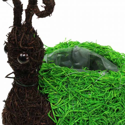 tételeket Ültető Csiga Szőlő Natúr, Zöld 21x14cm H26cm