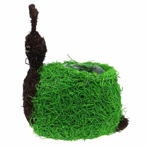 tételeket Ültető Csiga Szőlő Natúr, Zöld 21x14cm H26cm