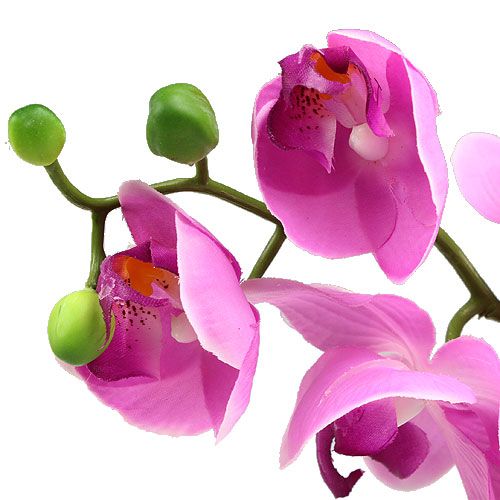 Floristik24 Orchidea Phalaenopsis Pink 77cm