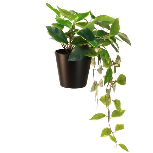 tételeket Philodendron Scindapsus fazékkal, könnyen kezelhető - ideális irodai és otthoni használatra 32cm